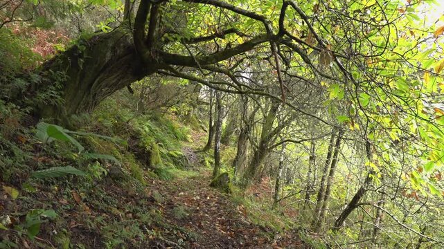 Shaded path running beneath the imposing presence of an old tree in the autumn -1887