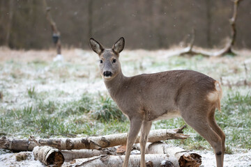 Roe Deer (Capreolus capreolus)