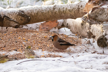 The Common Hawfinch (Coccothraustes coccothraustes) is a species of small bird in the Finch family