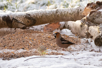 Common Hawfinch (Coccothraustes coccothraustes) &ndash; a species of small bird in the Finch family