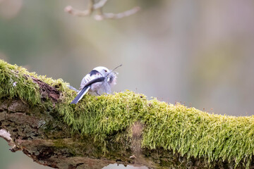 Common Long-tailed Duck (Aegithalos caudatus) &ndash; a species of small bird in the Aegithalidae family