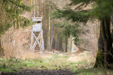 A hunting stand in the forest is an elevated position used for observing and hunting game from a hidden position.