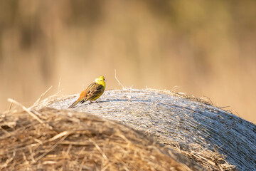 Emberiza citrinella, Emberiza citrinella, Emberiza citrinella, a species of small, partially migratory bird in the bunting family