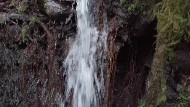 D-Log top-to-bottom pan from an old tree to a small waterfall deep in the Atlantic forest -1846