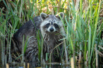 Raccoon (Procyon lotor) &ndash; a species of medium-sized mammal in the family Procyonidae