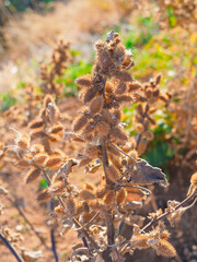 Dry Xanthium strumarium in autumn