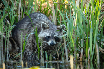 Raccoon (Procyon lotor) &ndash; a species of medium-sized mammal in the family Procyonidae