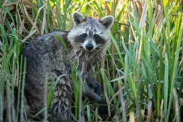 Raccoon (Procyon lotor) – a species of medium-sized mammal in the family Procyonidae