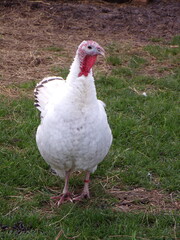 domestic turkey (Meleagris gallopavo domesticus)