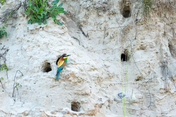 Bee-eater (Eurasian), European Bee-eater, European Honey-eater (Merops apiaster) &ndash; a species of medium-sized migratory bird in the family Bee-eater