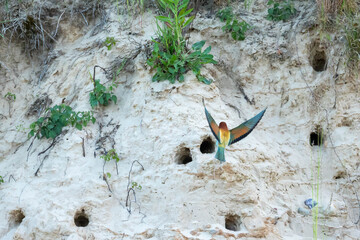 Bee-eater (Eurasian), European Bee-eater, European Honey-eater (Merops apiaster) &ndash; a species of medium-sized migratory bird in the family Bee-eater