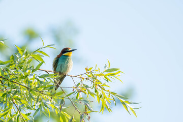 Bee-eater (Eurasian), European Bee-eater, European Honey-eater (Merops apiaster) &ndash; a species of medium-sized migratory bird in the family Bee-eater