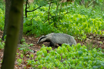Naklejka premium Badger (Meles) – a genus of mammals from the subfamily Melinae within the family Weaselidae