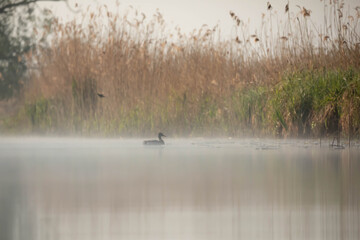 The common mallard (Anas platyrhynchos) is a species of waterbird in the Anatidae family.