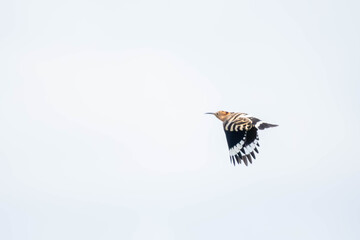 Hoopoe (Upupa epops) &ndash; a medium-sized migratory bird species