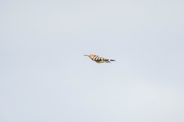Hoopoe (Upupa epops) &ndash; a medium-sized migratory bird species