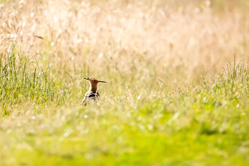 Hoopoe (Upupa epops) &ndash; a medium-sized migratory bird species