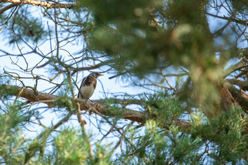 The fieldfare (Turdus pilaris) is a species of medium-sized migratory bird in the Turdidae family.