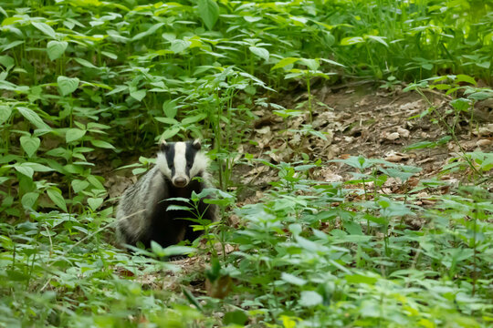 Badger (Meles) &ndash; a genus of mammals from the subfamily Melinae within the family Weaselidae