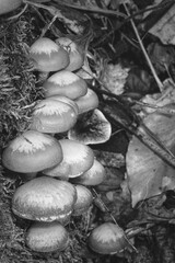 Mushroom - Pilz