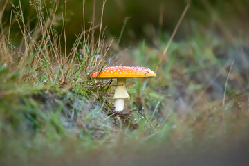 Amanita muscaria &ndash; a species of mushroom in the Amanita family