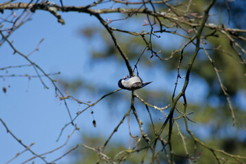 Marsh tit (Poecile palustris) sitting in a tree in Zurich, Switzerland