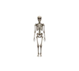 Full human anatomical skeleton illustration standing upright educational model isolated background