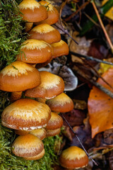 Mushroom - Pilz