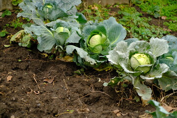 Cabbages in various stages of growth are seen in a garden bed The soil is rich and dark surrounded by greenery Dew glistens on the leaves in the morning light