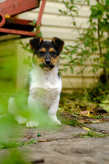 Fototapeta premium Cute Puppy Sitting in a Garden Surrounded by Greenery During a Sunny Afternoon