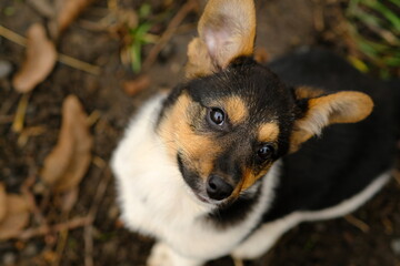 Cute Puppy Looking Curiously at the Camera While Sitting on the Ground Surrounded by Leaves and Grass in a Natural Setting