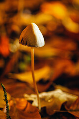 Mushroom - Pilz