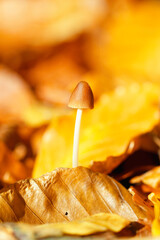 Mushroom - Pilz