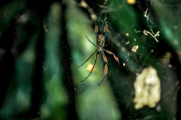 Large African spider. Green background. Huge spider.