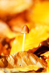 Mushroom - Pilz