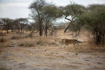 An African lion in the savannah. Beautiful scenery. Dangerous predator.