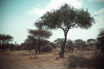 Fototapeta premium An African lion in the savannah. Beautiful scenery. Dangerous predator.