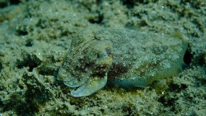 Common cuttlefish or European common cuttlefish (Sepia officinalis) undersea, Aegean Sea, Greece, Halkidiki, Pirgos beach
