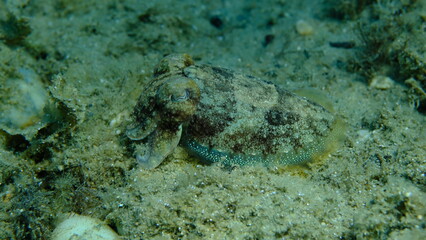 Common cuttlefish or European common cuttlefish (Sepia officinalis) undersea, Aegean Sea, Greece, Halkidiki, Pirgos beach
