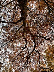 autumn in the park
