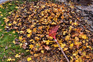 Cleaning up autumn leaves