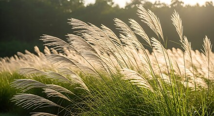 Close up of pampas grass in a field during golden hour in the summer
