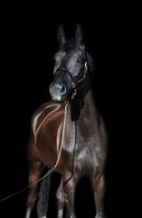 Fototapeta premium portrait of beautiful young black horse posing against black background