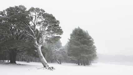 Snow and frost covered Scots Pine at Loch Morlich near Aviemore during winter in the Cairngorms National Park in Scotland, UK