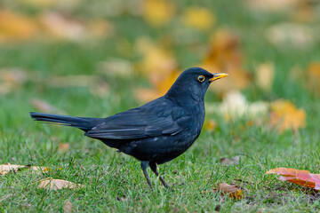 Blackbird