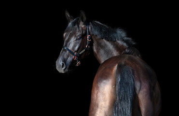Fototapeta premium portrait of beautiful young black horse posing against black background