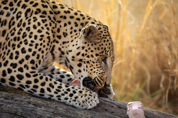 close up of a Leopard