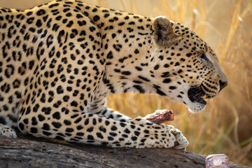close up of a Leopard