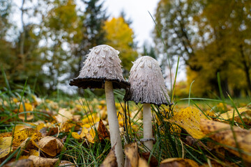 Schopftintling im bunten Laub 23