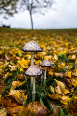 Schopftintling im bunten Laub 22